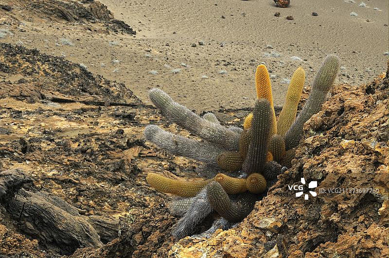 加拉帕戈斯群岛贫瘠熔岩岩石上生长的熔岩仙人掌图片素材