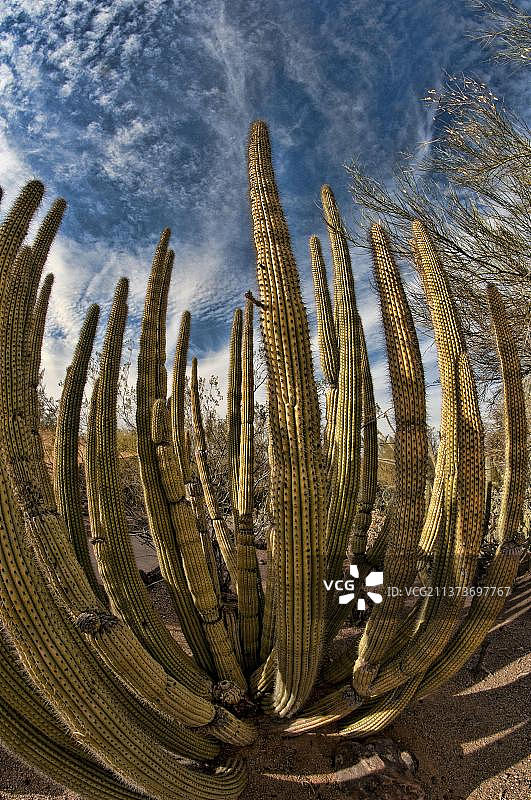 美国亚利桑那州的管风琴柱仙人掌图片素材