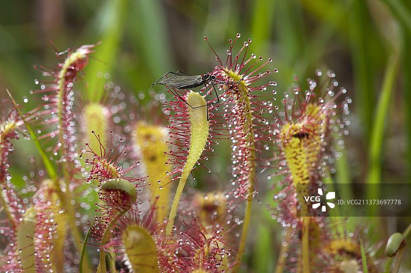 英国茅膏菜，长叶茅膏菜，茅膏菜科，食肉植物，叶子上带有粘性分泌物的大茅膏菜腺毛，有苍蝇被粘在粘液中图片素材