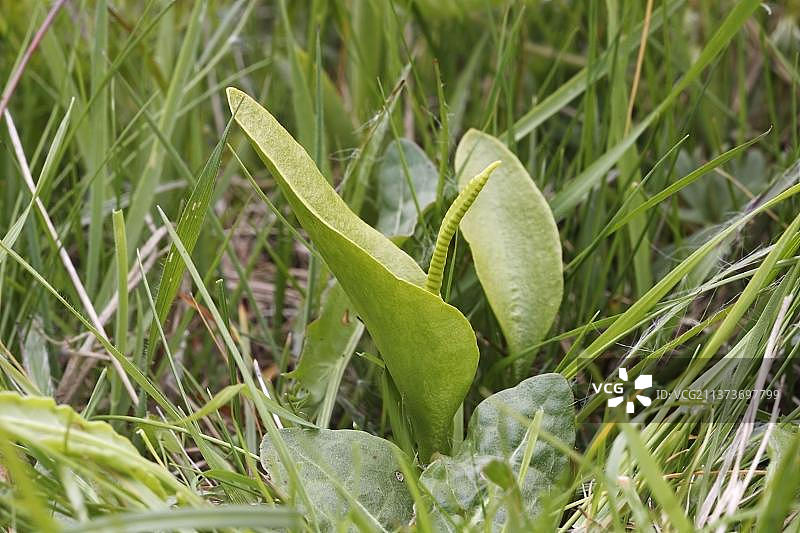 欧洲蛇舌草，生长在英国肯特郡马登草地保护区图片素材