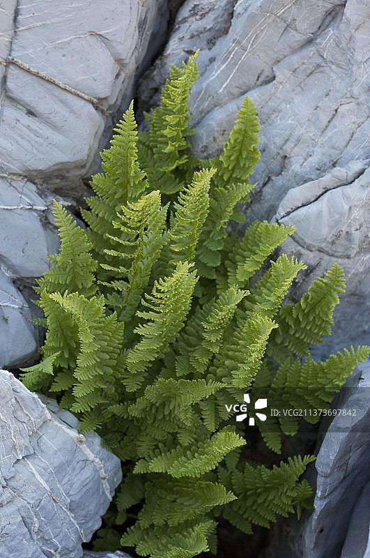 生长在石灰岩缝隙中的硬盾蕨（Dryopteris submontana）叶图片素材