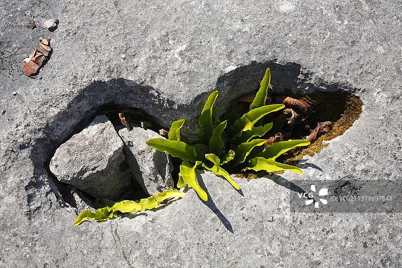 蜂窝蕨，生长在石灰岩路面的裂缝中，英国坎布里亚盖特巴rows国家自然保护区图片素材