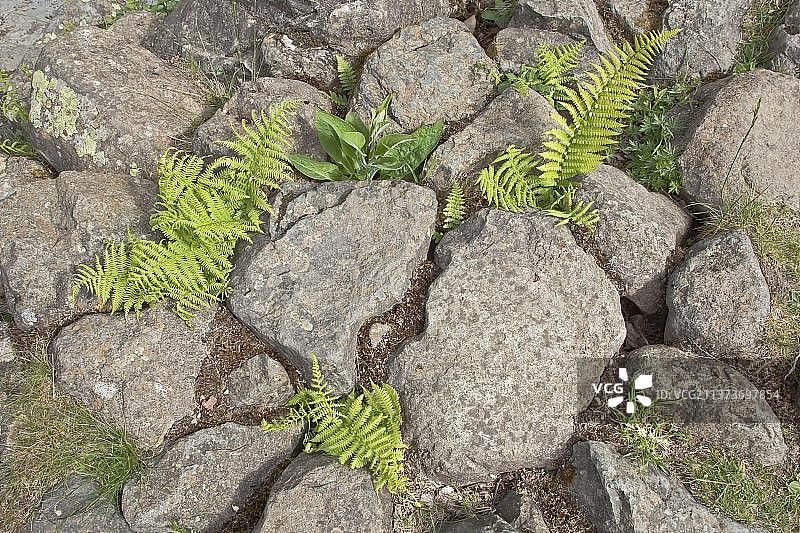 欧洲鳞毛蕨，生长在英国坎布里亚石灰岩路面缝隙中图片素材