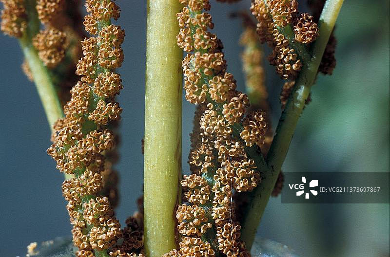 皇家蕨类植物的孢子囊图片素材