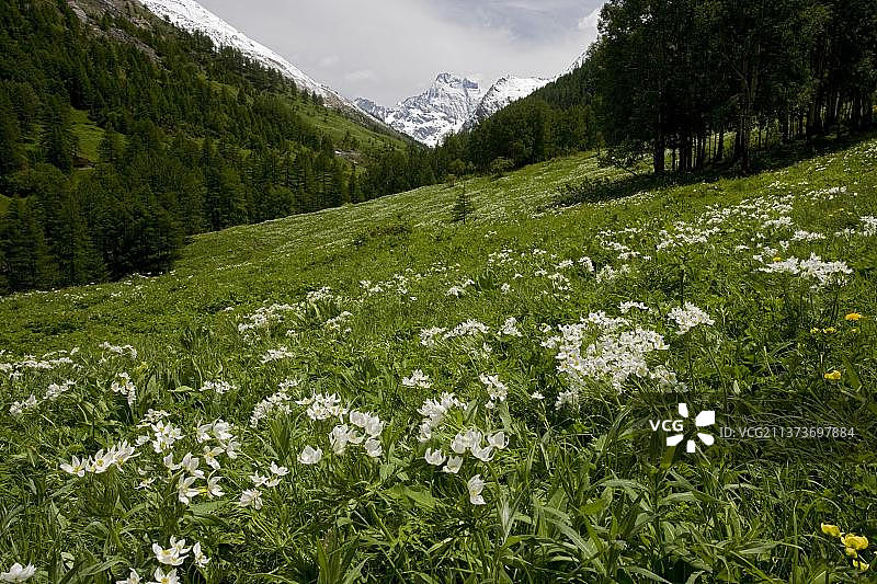银莲花图片素材
