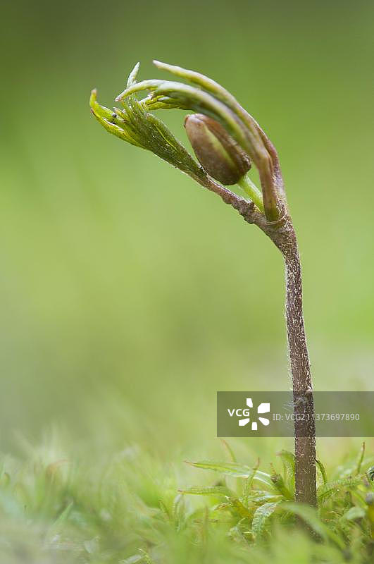 欧洲英国肯特郡银莲花花苞嫩芽图片素材
