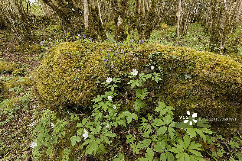 白头翁和堇菜，生长在石灰岩路面上图片素材