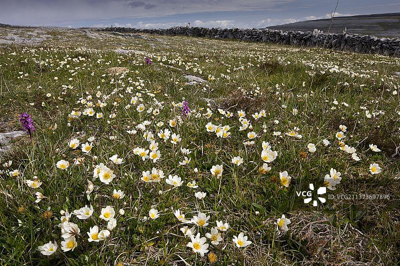 欧洲白屈菜和早紫红门兰图片素材
