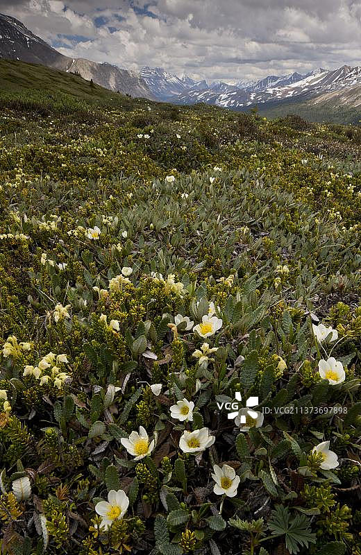 加拿大洛矶山脉高山苔原盛开的仙女木与黄山石楠图片素材