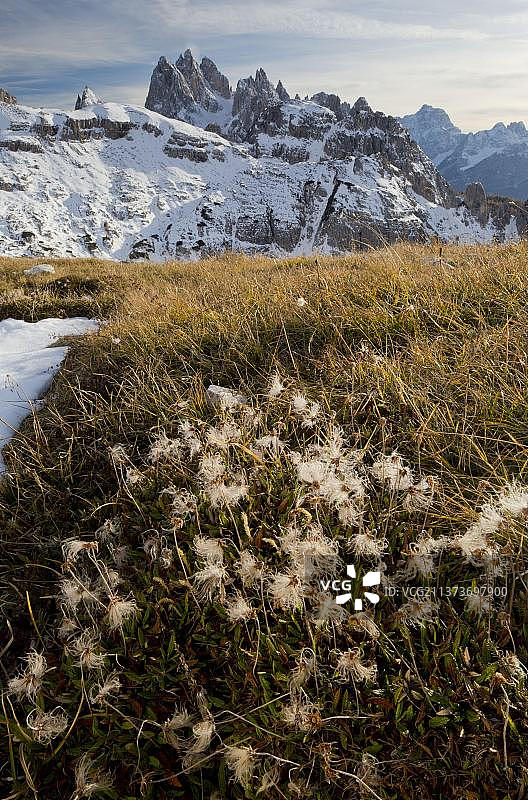 八瓣白山樱草种子头图片素材