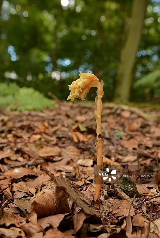 腐生植物花序（生长在落叶层中，英国牛津郡）图片素材