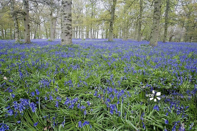 风信子图片素材