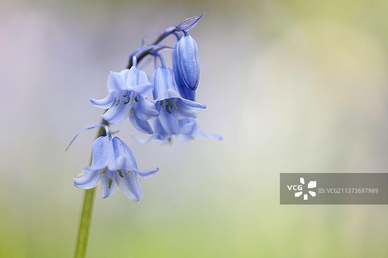 风信子杂交品种特写，英国兰开夏郡图片素材