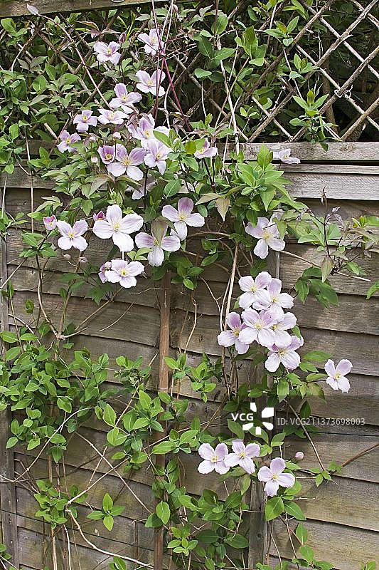 铁线莲在英国沃里克郡花园栅栏上盛开图片素材