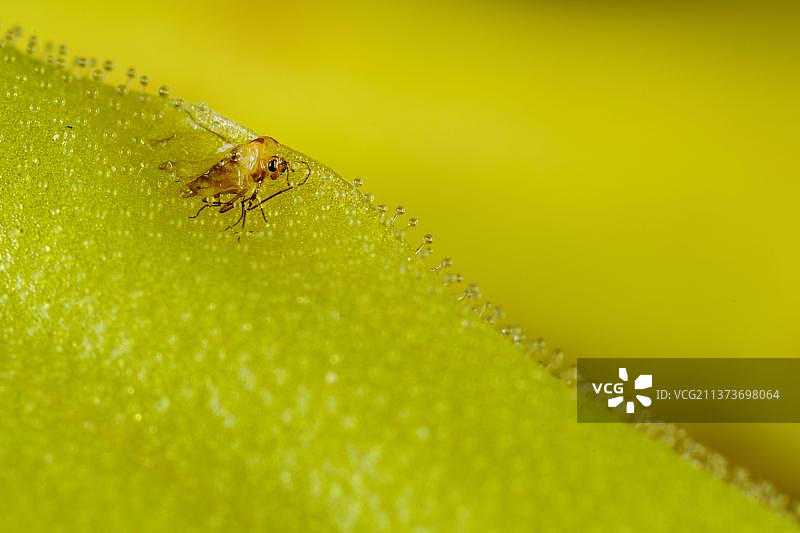 长叶茅膏菜叶子特写，捕获的苍蝇被消化以补充营养，西班牙阿拉贡比利牛斯山图片素材