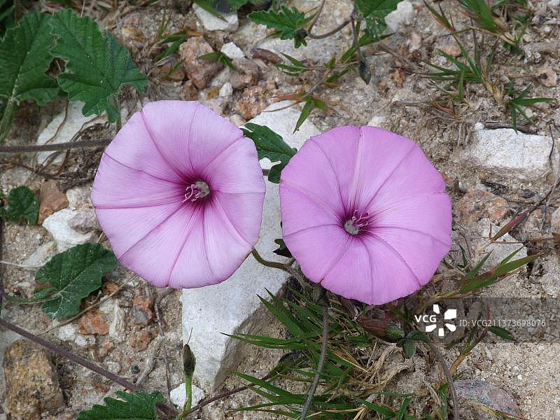锦葵叶旋花，生长在路边的锦葵叶旋花特写，科西嘉岛，法国，欧洲图片素材