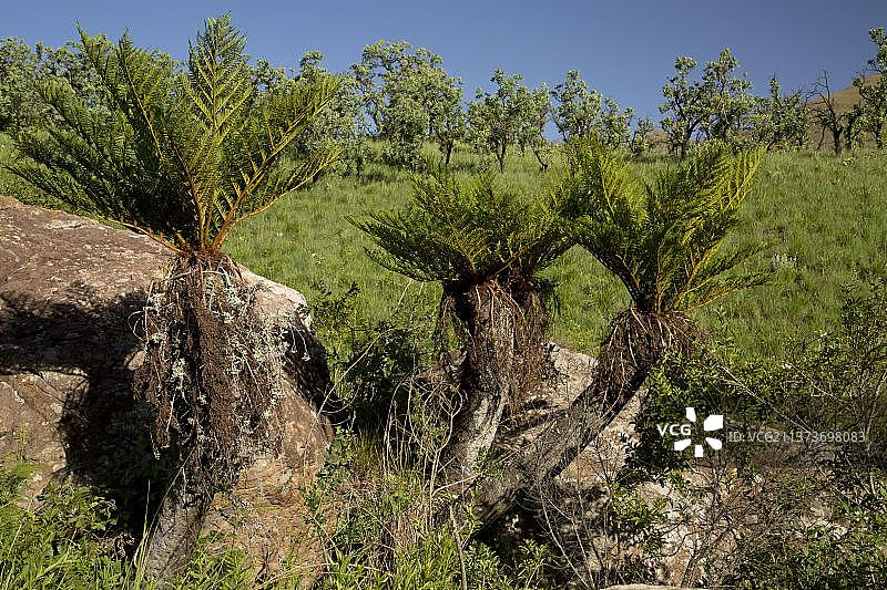 常见树蕨图片素材