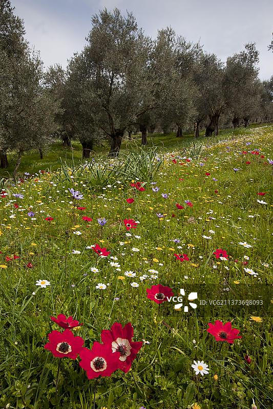 孔雀海葵、皇冠海葵和雏菊图片素材