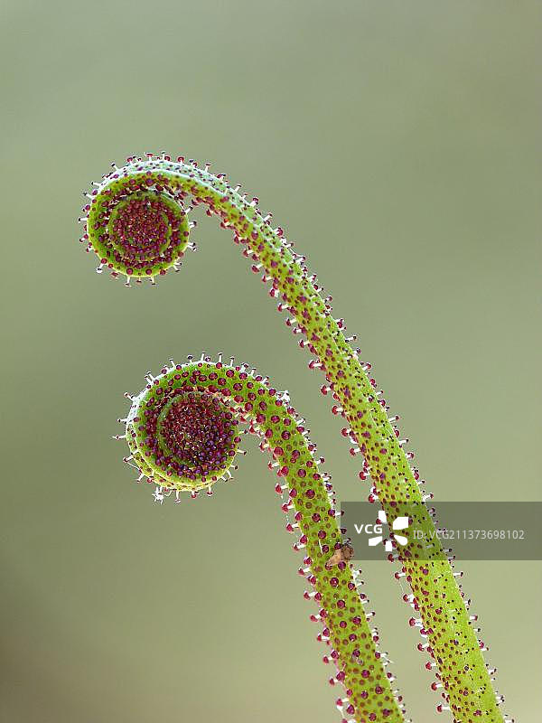 葡萄牙茅膏菜：食肉植物图片素材