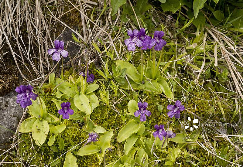 大花捕虫堇(Pinguicula grandiflora)，水苔科，食肉植物，法国比利牛斯山脉图片素材