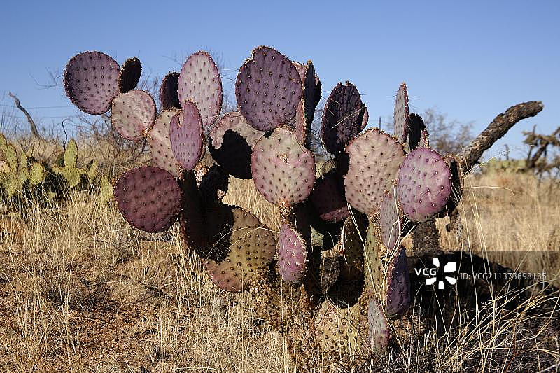 美国亚利桑那州冬季恩格尔曼仙人掌生长状态图片素材