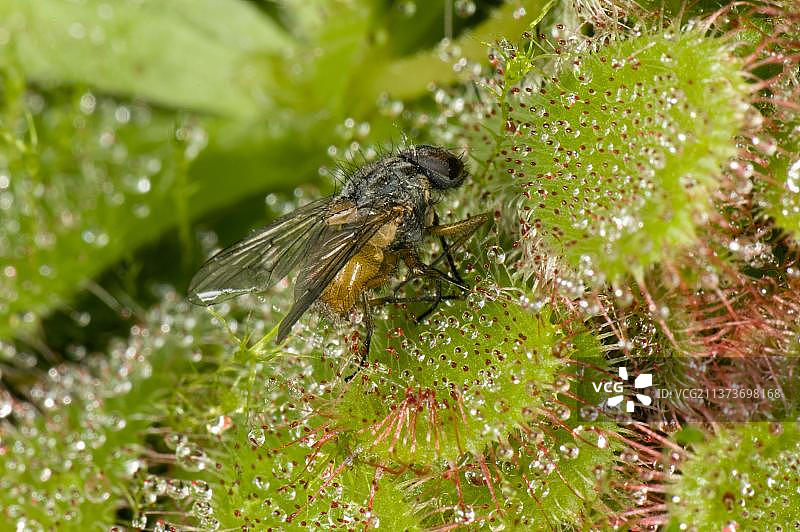 一只苍蝇被茅膏菜（Drosera）aliciae的粘性毛发捕获，这是一种生长在沼泽和湿地的食肉植物图片素材