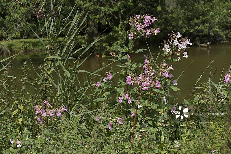 喜马拉雅凤仙花，在英国伯克郡凯net和埃文运河岸边盛开图片素材