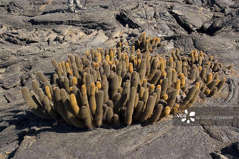 加拉帕戈斯群岛熔岩仙人掌图片素材