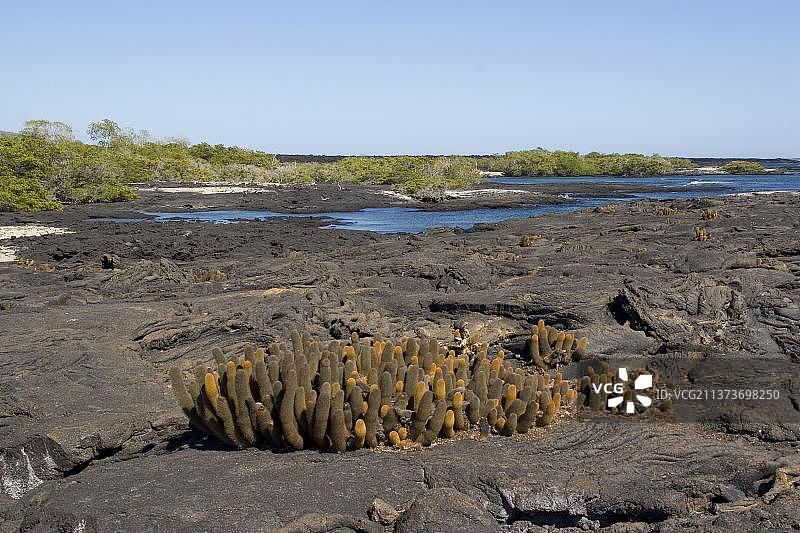 加拉帕戈斯群岛熔岩仙人掌图片素材