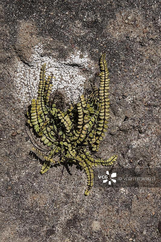 铁线蕨，欧洲苏格兰朱拉岛岩壁上的铁线蕨图片素材