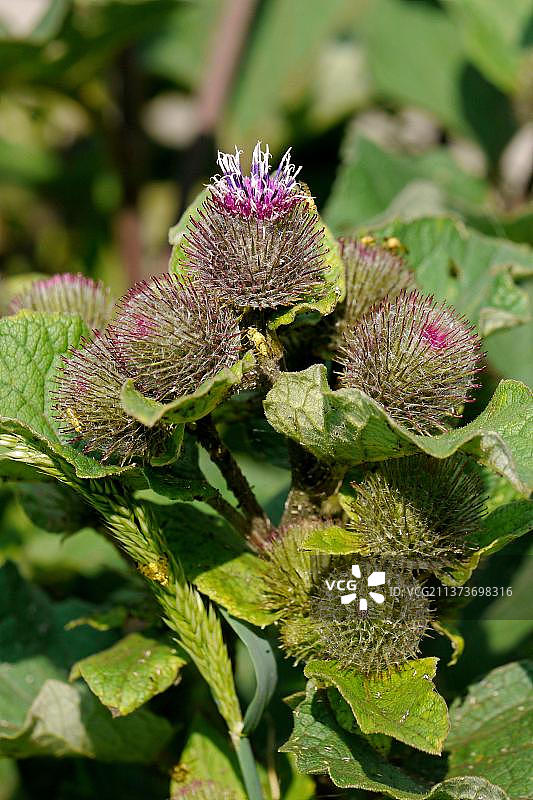 开花的牛蒡，英国西萨塞克斯郡沃伦山图片素材