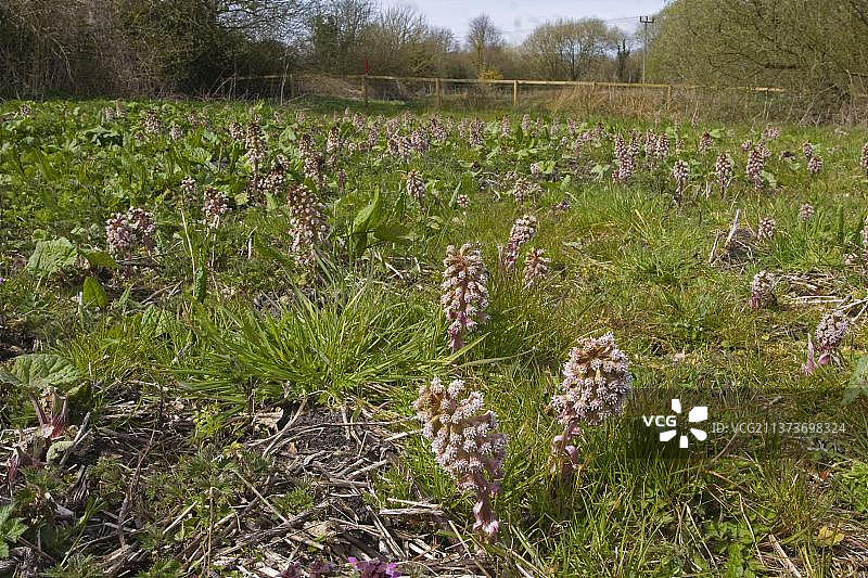 蜂斗菜图片素材