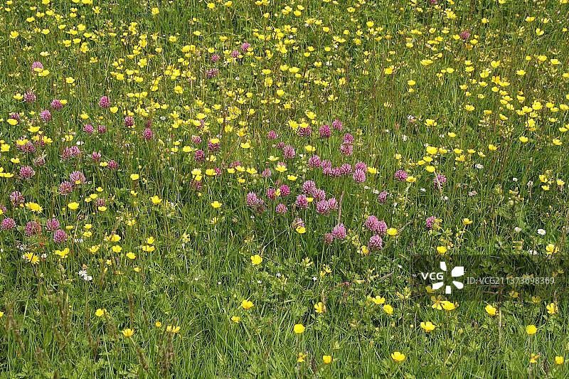红色三叶草和毛茛花，英国约克郡山谷图片素材