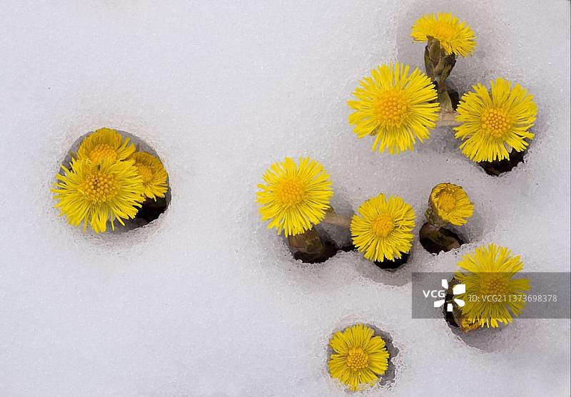 瑞士阿尔卑斯山初雪中的款冬花图片素材
