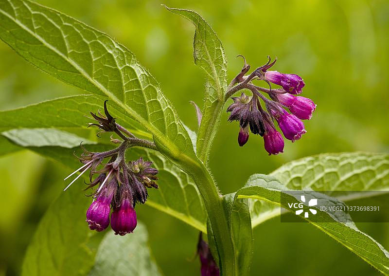 聚合草特写：罗马尼亚紫色形态图片素材