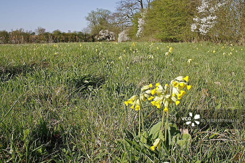 报春花（欧洲报春）在未经改良的干草草甸栖息地生长，英国萨福克郡米克菲尔德草甸自然保护区图片素材