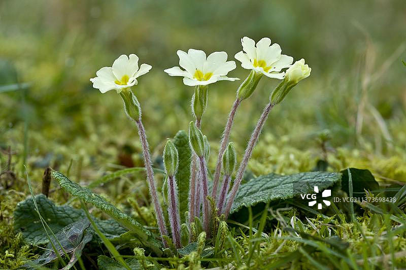 开花的普通报春花，英国萨默塞特埃克斯穆尔图片素材
