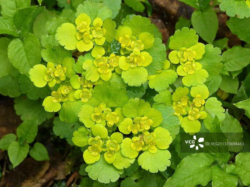 对叶金腰开花图片素材