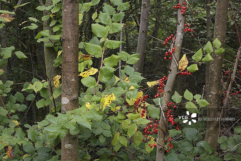 西约克郡林地树干上的黑 Bryony（Tamus communis）浆果图片素材