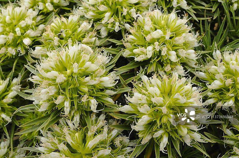 特内里费岛蓝蓟花特写，加那利群岛图片素材