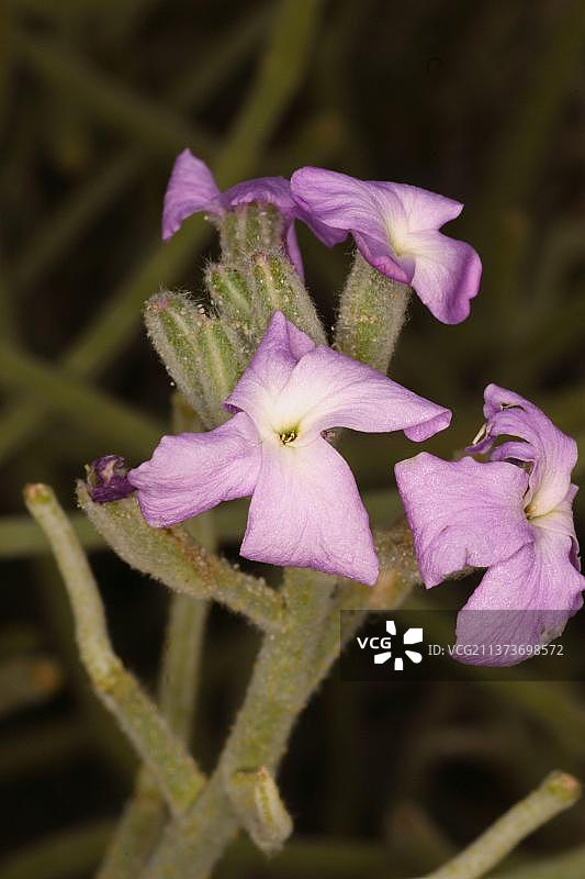 海紫罗兰（Matthiola sinuata）在沙滩上生长的花朵特写，英国多塞特郡珀贝克岛斯塔德兰图片素材