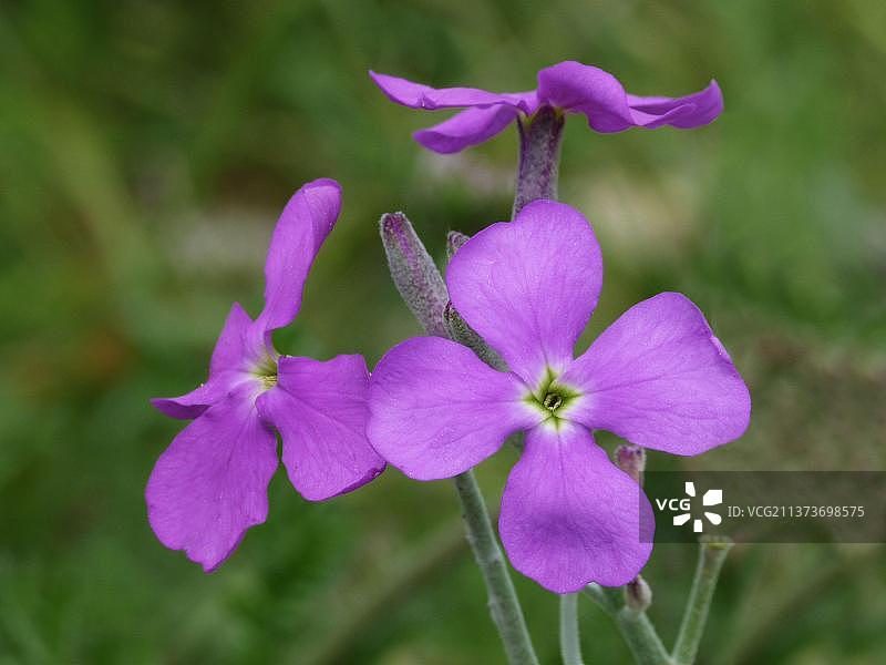 欧洲法国科西嘉博尼法乔海峡的紫罗兰近景图片素材