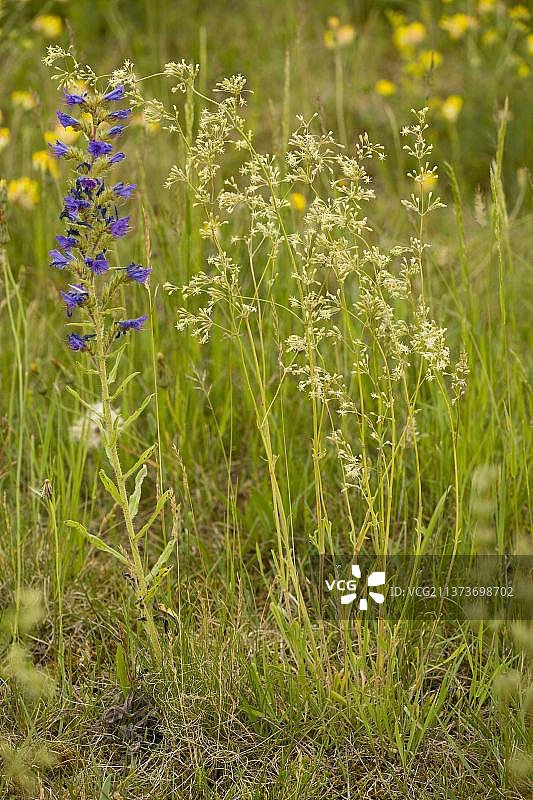 盛开的西班牙捕蝇草和蓝蓟图片素材
