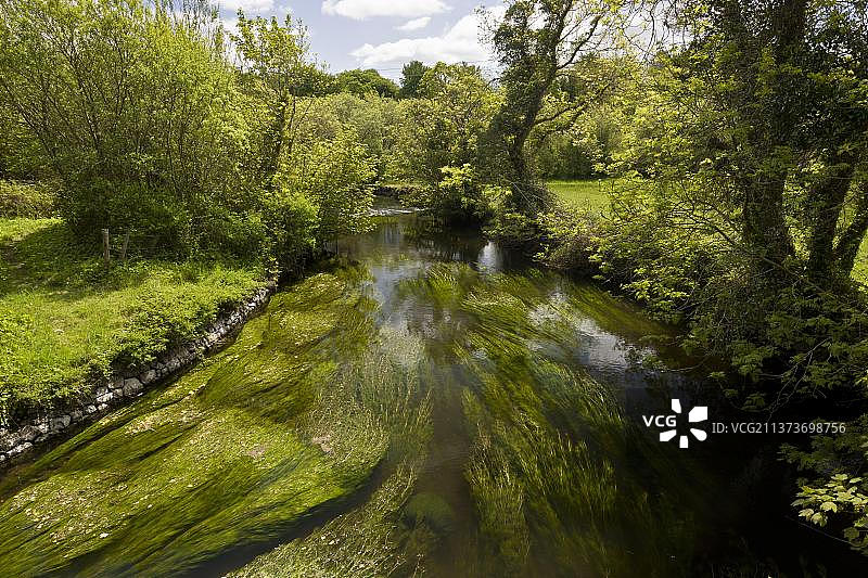 爱尔兰克莱尔郡弗格斯河水毛茛等水生植物景观图片素材