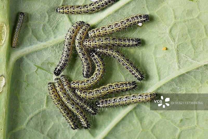 菜粉蝶、大型菜粉蝶和毛毛虫图片素材