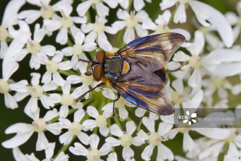 姬蝇（半翅姬蝇），成年雄性，以普通猪草（Heracleum sphondylium）的花为食，威尔士波伊斯，英国，欧洲图片素材