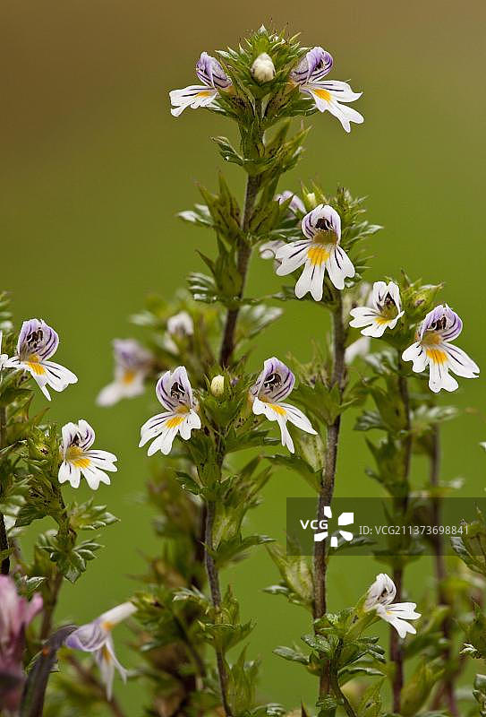 生长在石灰岩草地上的小花图片素材