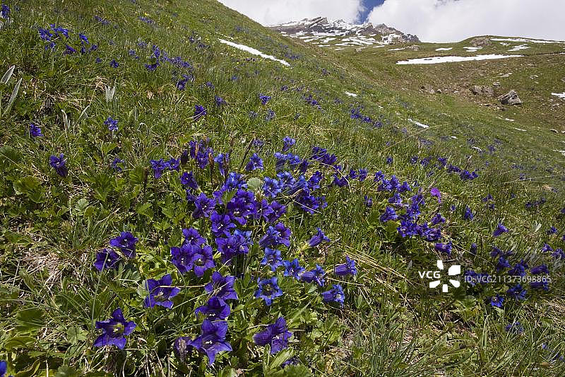 无茎龙胆，龙胆科，号筒龙胆花，法国阿尔卑斯山草地图片素材