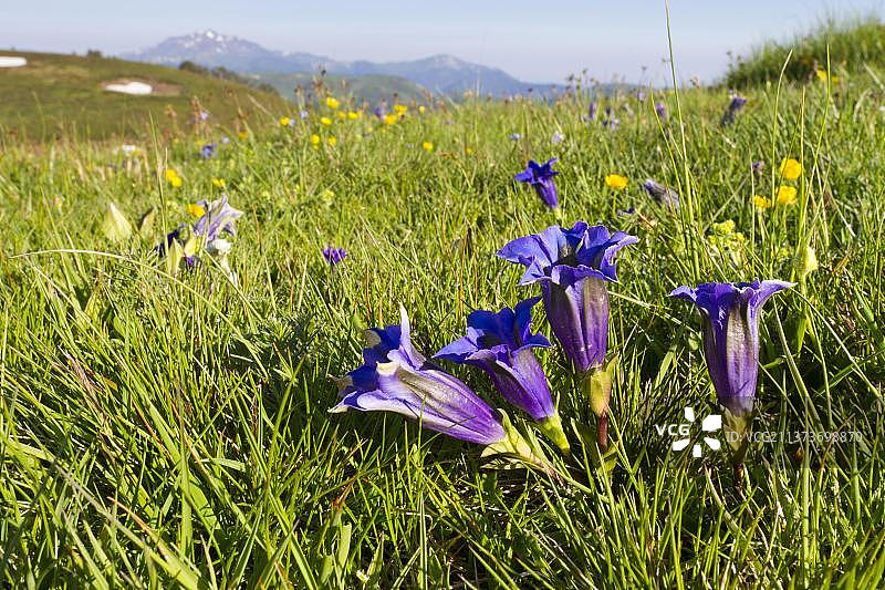 开花的喇叭龙胆图片素材