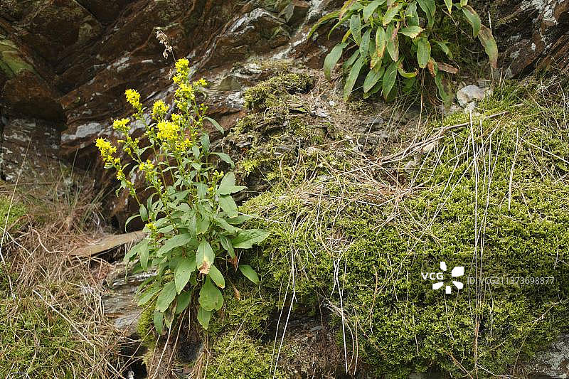 欧洲金杖花，在岩石露头上生长，英国威尔士图片素材